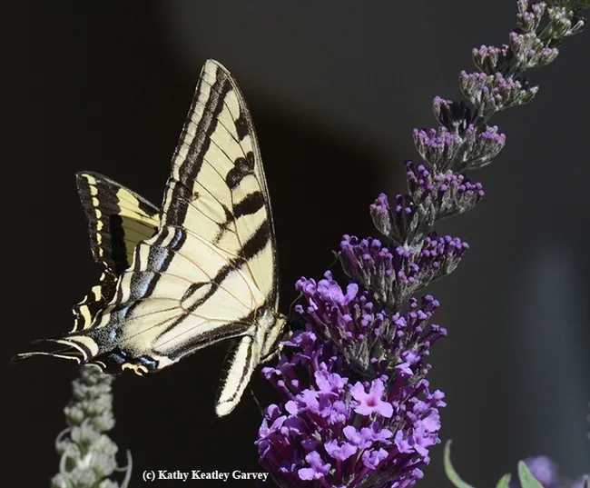 Sometimes a Western tiger swallowtail resembles the brightly colored sails of a sailboat. (Photo by Kathy Keatley Garvey)