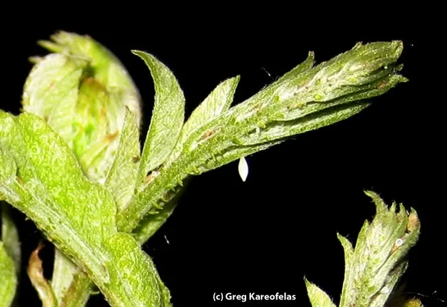 Egg of California dogface butterfly. (Photo by Greg Kareofelas)
