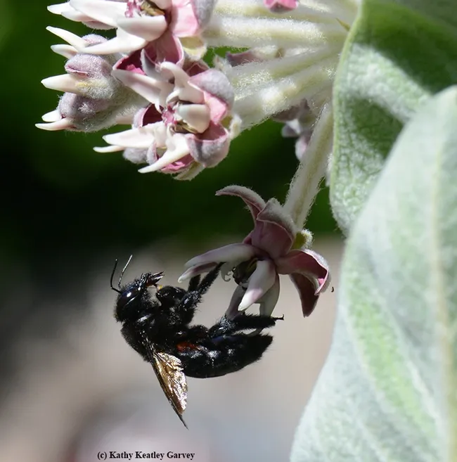 A female Valley carpenter bee, Xylocopa varipuncta, sipping nectar from the milkweed. (Photo by Kathy Keatley Garvey)