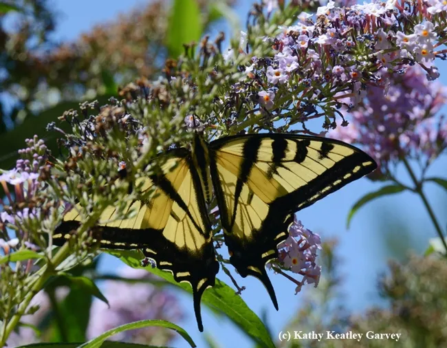 The Western tiger swallowtail (Papilio rutulus)sips nectar from a butterfly bush in the Storer Garden, UC Davis Arboretum. (Photo by Kathy Keatley Garvey)