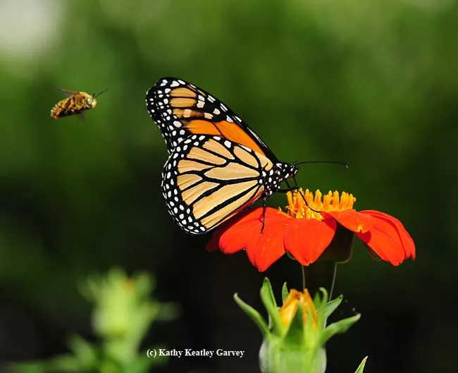 A male longhorned bee, Melissodes agilis (as identified by Robbin Thorp, distinguished emeritus professor, UC Davis Department of Entomology and Nematology) targets a male monarch on a Mexican sunflower. (Photo by Kathy Keatley Garvey)