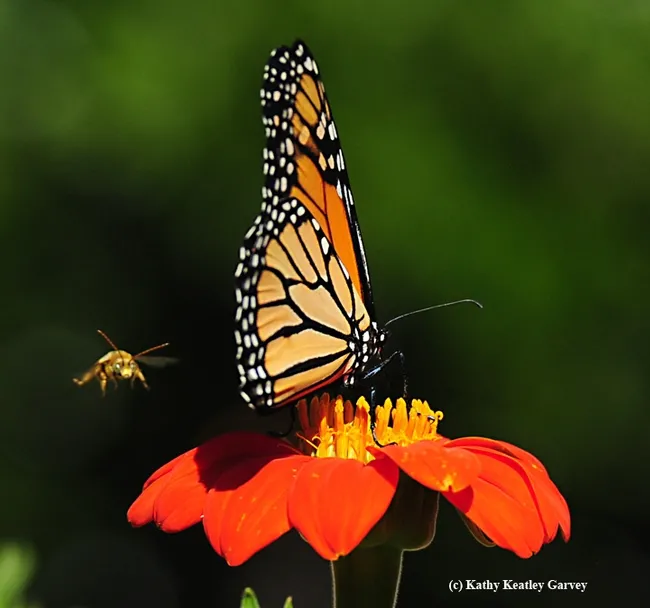 I'm coming at you! The male Melissodes agilis returns to claim his territory. (Photo by Kathy Keatley Garvey)