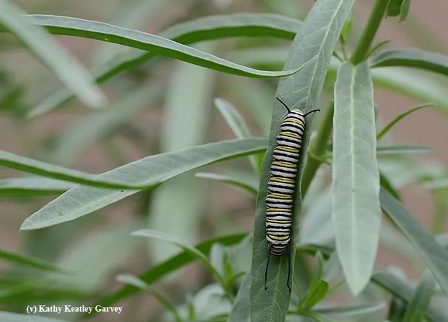 Hidden, but there it is! (Photo by Kathy Keatley Garvey)