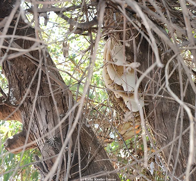 The feral honey bee colony is thriving. (Photo by Kathy Keatley Garvey)