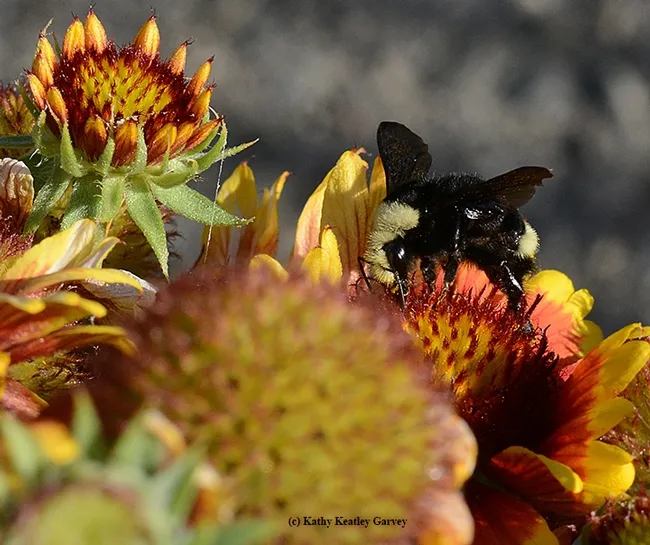 Yellow-faced bumble bee shows its distinguishing marks. This is a queen Bombus vosnesenskii, about 21mm long. (Photo by Kathy Keatley Garvey)