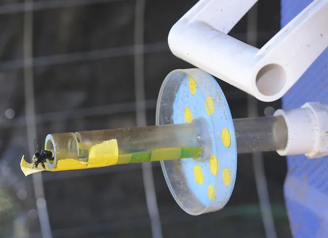 A bumble bee leaving an experimental colony housed in a cooler. The "bee scale" to weigh the insects has to be placed in this tunnel. (Photo by Kathy Keatley Garvey)