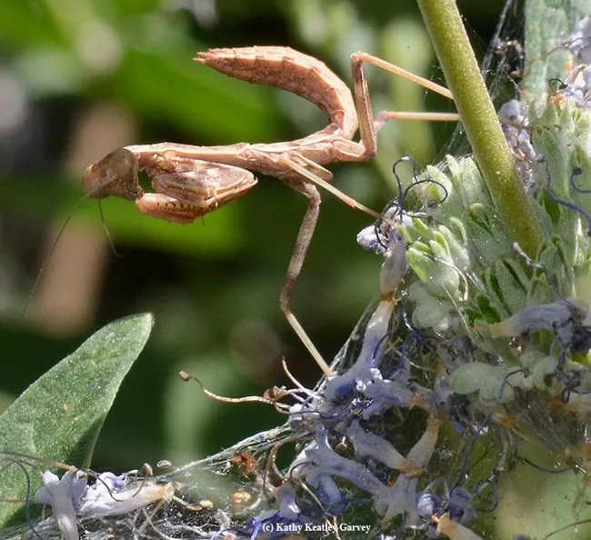 A young praying mantis keeps looking down at a spider's web in the bluebeard blossoms. (Photo by Kathy Keatley Garvey)
