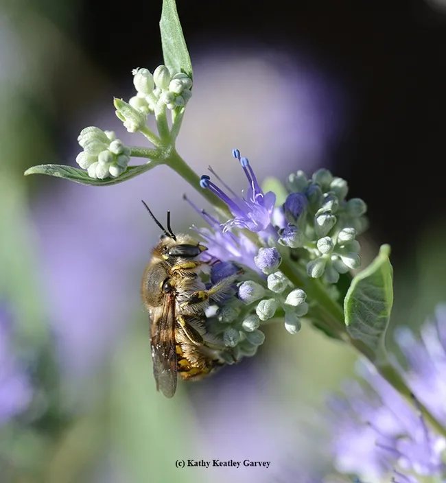 A male European wool carder bee, Anthidium manicatum, warms its flight muscles on a bluebeard blossom (Caryopteris clandonensis). (Photo by Kathy Keatley Garvey)