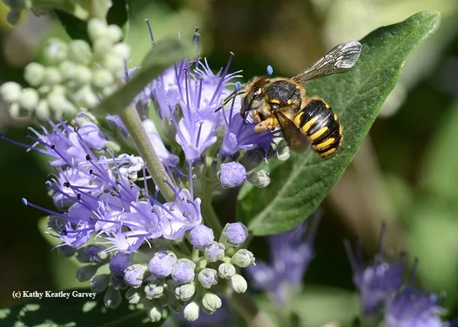 Morning sip of nectar for a wool carder bee is like a morning sip of coffee for us humans. (Photo by Kathy Keatley Garvey)