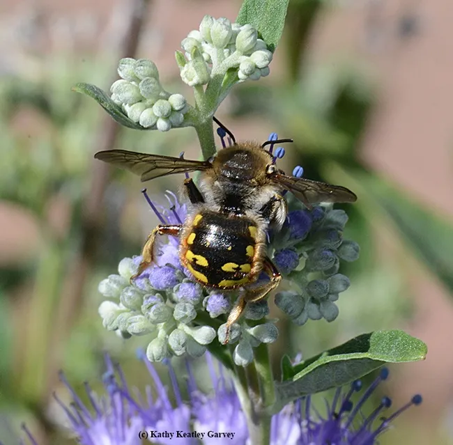 Dorsal view of a male European wool carder bee. (Photo by Kathy Keatley Garvey)