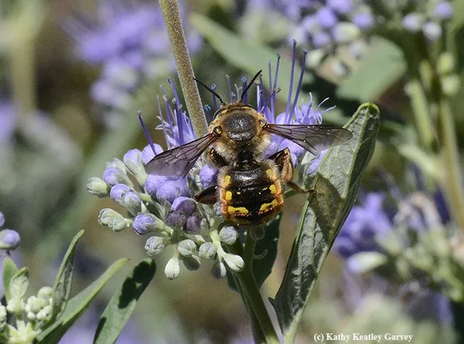 A male European carder bee pauses during patrol for nectar refueling. (Photo by Kathy Keatley Garvey)