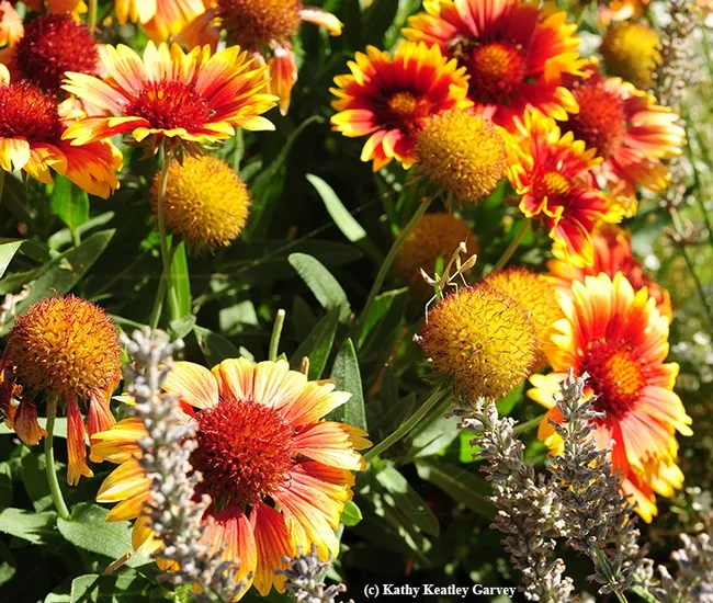 Find the praying mantis on the blanket flower (Gaillardia). (Photo by Kathy Keatley Garvey)