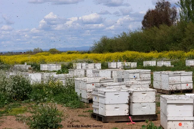 A sunny day in the apiary--this is one of the scenes at Olivarez Honey Bees, Orland, Calif., owned by Ray Olivarez. (Photo by Kathy Keatley Garvey)