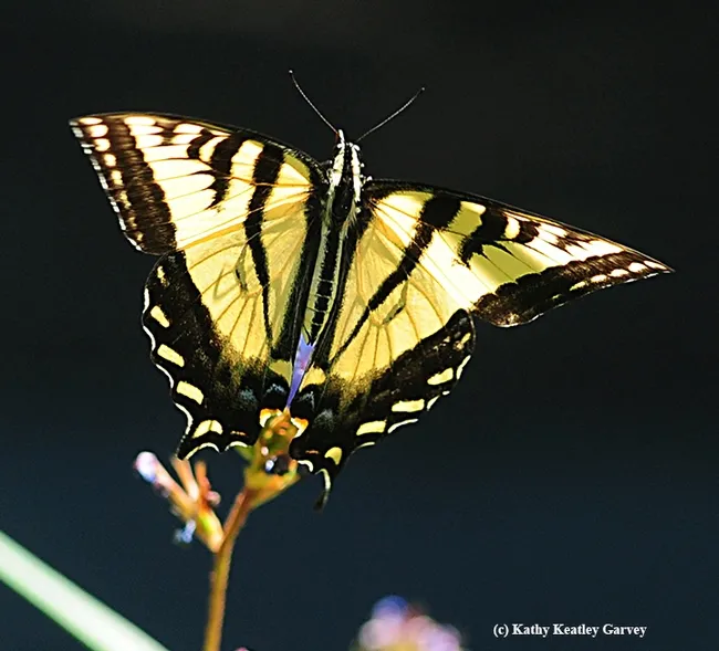 Up, up and away! The Western tiger swallowtail soars above the dwarf plumbago. (Photo by Kathy Keatley Garvey)