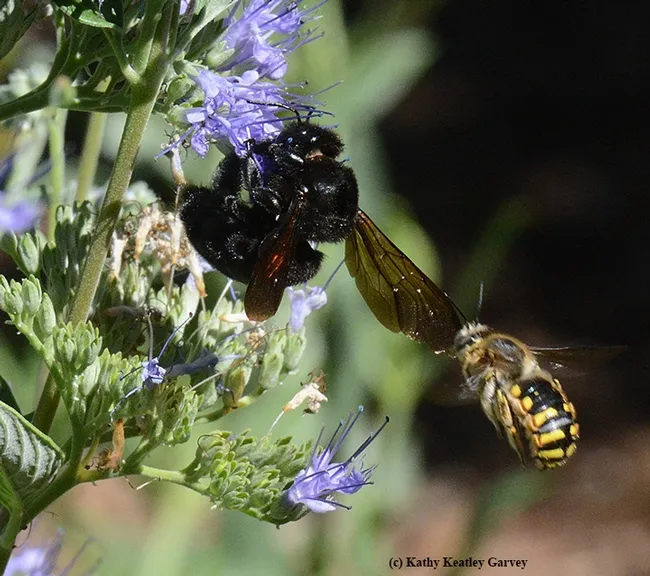 Male European wool carder bee (Anthidium manicatum)targets a female Valley carpenter bee (Xylocopa varipuncta) on a bluebeard (Caryopteris). (Photo by Kathy Keatley Garvey)