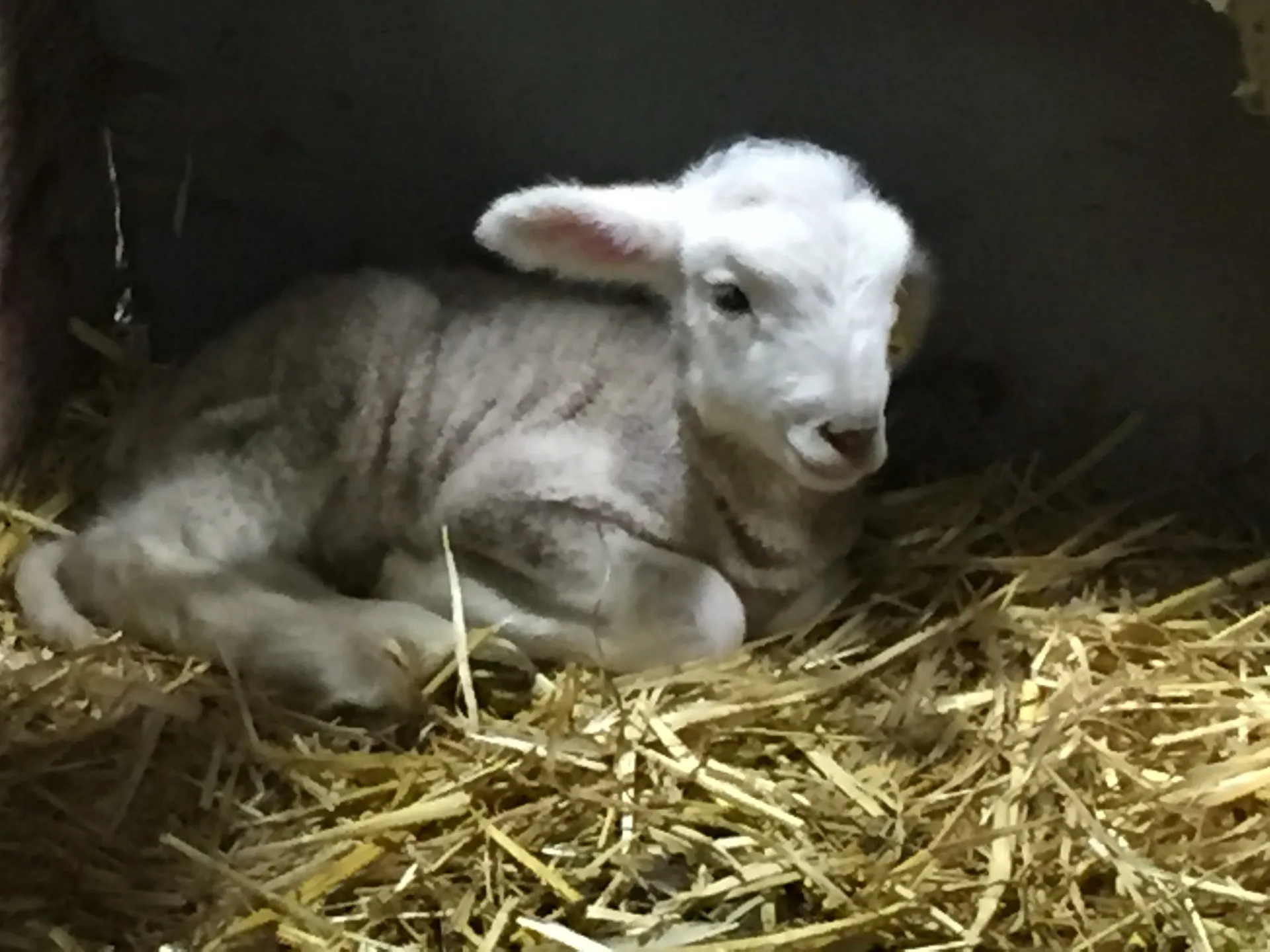 newly birthed lamb