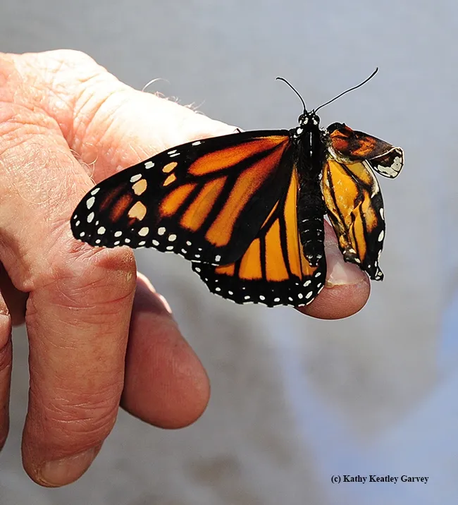 It's a girl, but she has a deformed wing.(Photo by Kathy Keatley Garvey)