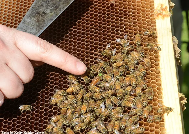 There's the queen! (Photo by Kathy Keatley Garvey)