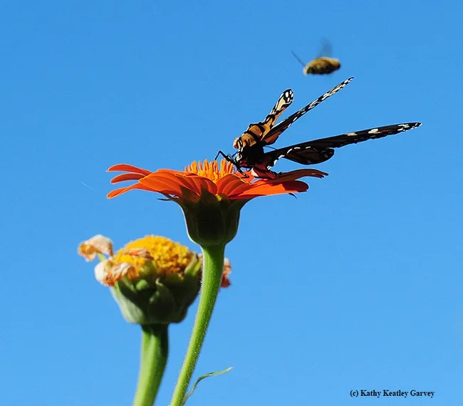 Just a blur, a male longhorned bee, probably Meliossodes agilis, targets a monarch. The monarch's wings are deformed; they did not fully expand. (Photo by Kathy Keatley Garvey)