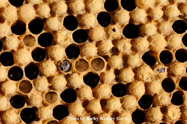 A drone (male bee) emerging. (Photo by Kathy Keatley Garvey)