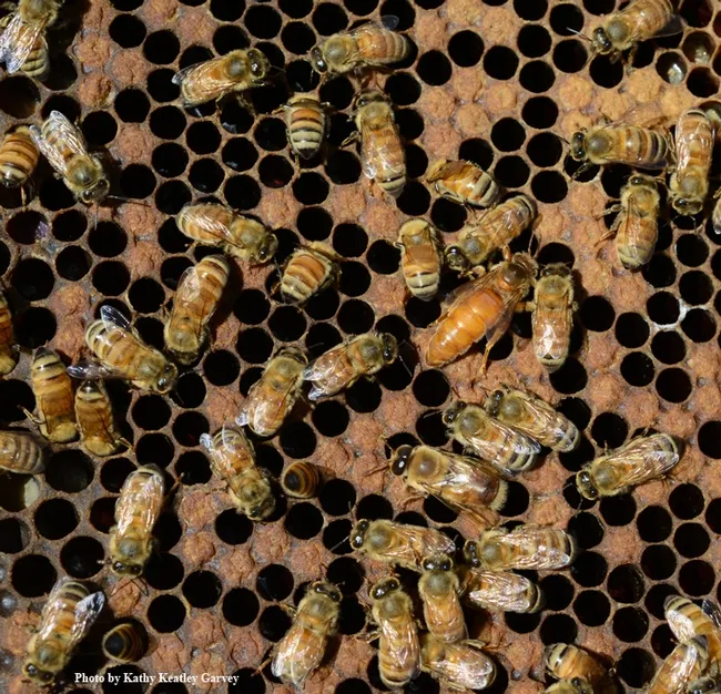 Find the queen! This photo of Italian honey bees was taken at Jackie Burris-Parks Queens, Palo Cedro. (Photo by Kathy Keatley Garvey)