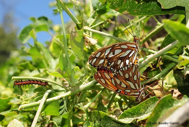 Gulf Fritillary butterflies (Agraulis vanillae) mating. In the background (at left) is a Gulf Frit caterpillar. (Photo by Kathy Keatley Garvey)