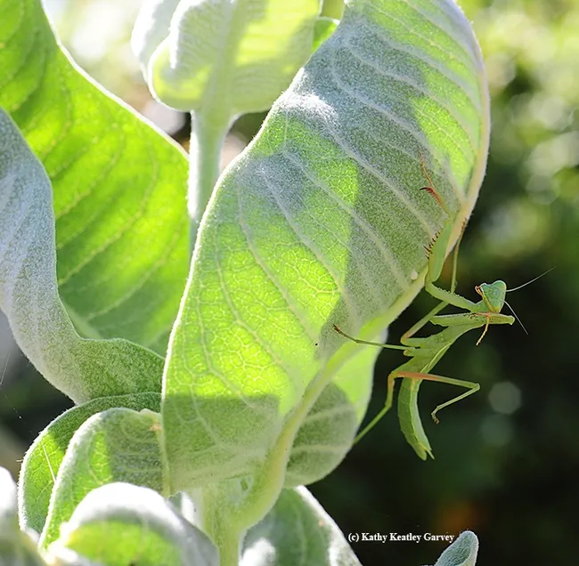 Time to climb. A praying mantis looking for prey on a milkweed. (Photo by Kathy Keatley Garvey)