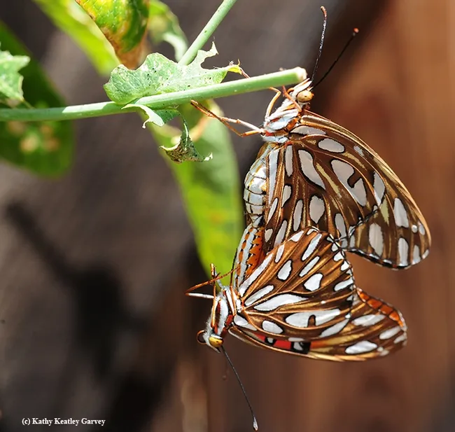 Gulf Fritillaries mating in the passionflower vine. (Photo by Kathy Keatley Garvey)