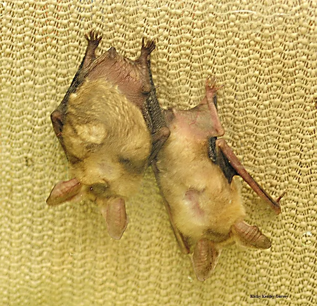 Pallid bats, shown here hanging upside down, were featured at Rachael Long's presentation on her second book, "Valley of Fire,"at the Avid Reader, Davis. She will speak on her latest and last book in the trilogy, "River of No Return," at 1 p.m., Saturday, Aug. 20 at the Avid Reader. (Photo by Kathy Keatley Garvey)