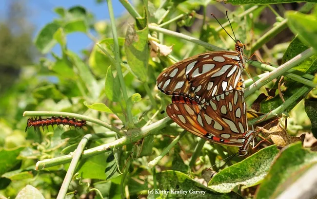 This photo of Gulf Fritillary adults and a caterpillar helps illustrate the article on the Medical College of Wisconsin website. Bruce Hammock's basic research on how caterpillars become butterflies led to discoveries on chronic pain. (Photo by Kathy Keatley Garvey)