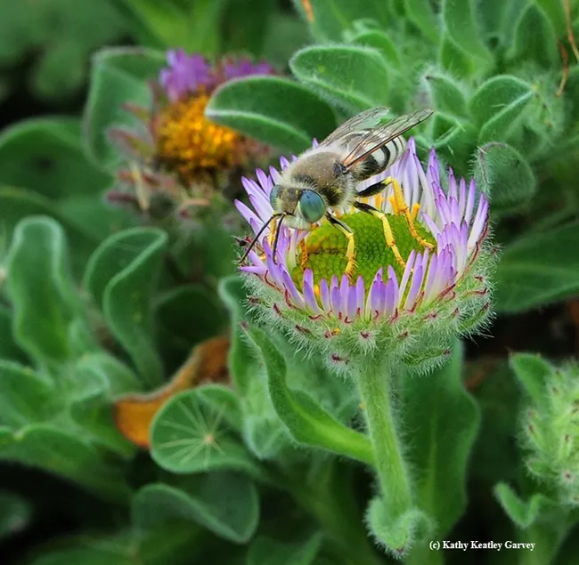 Sand wasp, Bembix americana, foraging on a seaside daisy on Bodega Head, Sonoma County. (Photo by Kathy Keatley Garvey)