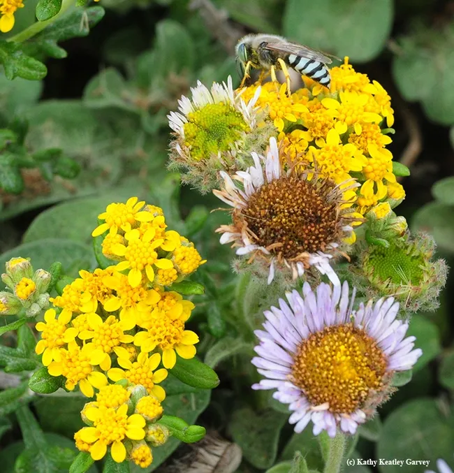 Sand wasp foraging for food on the seaside woolly sunflower, also nicknamed lizard tail and seaside golden yarrow. Its botanical name is Eriophyllum staechadifolium. (Photo by Kathy Keatley Garvey)