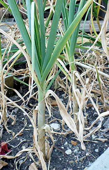 Ripe and ready to dig<br>click to enlarge