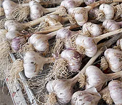 Garlic drying