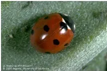 ladybug