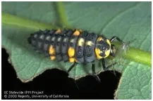 ladybug lavae