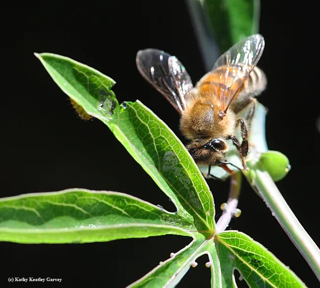 The honey bee is seeking extra-floral nectaries on the petiole of a passionflower vine. They are described by Lenore Durkee of Grinnell College, Iowa, as "glands that secrete primarily sugars and are found on the vegetative portions of many species of plants." (Photo by Kathy Keatley Garvey)
