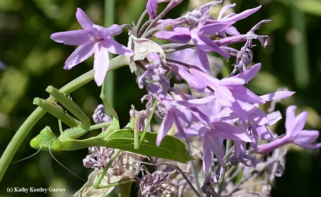 A praying mantis hanging out in the society garlic next to the UC Davis Department of Plant Sciences building. (Photo by Kathy Keatley Garvey)