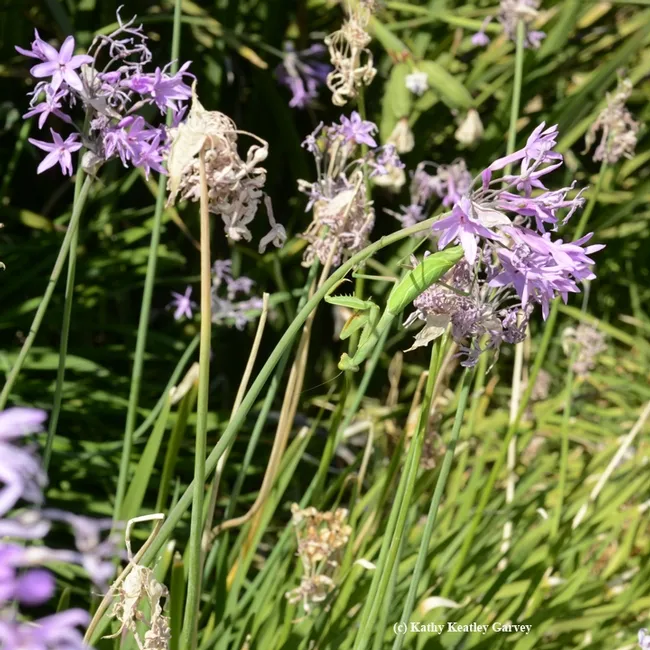 Find the praying mantis. Amid all the green, there's a green predator in the society garlic. (Photo by Kathy Keatley Garvey)