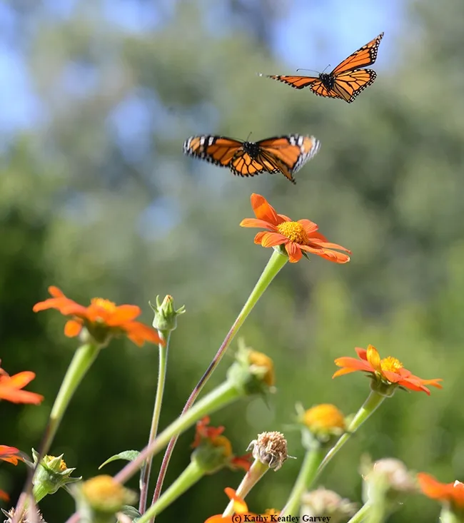 Fourth in series of four photos: Two monarch butterflies taking flight. (Photo by Kathy Keatley Garvey)