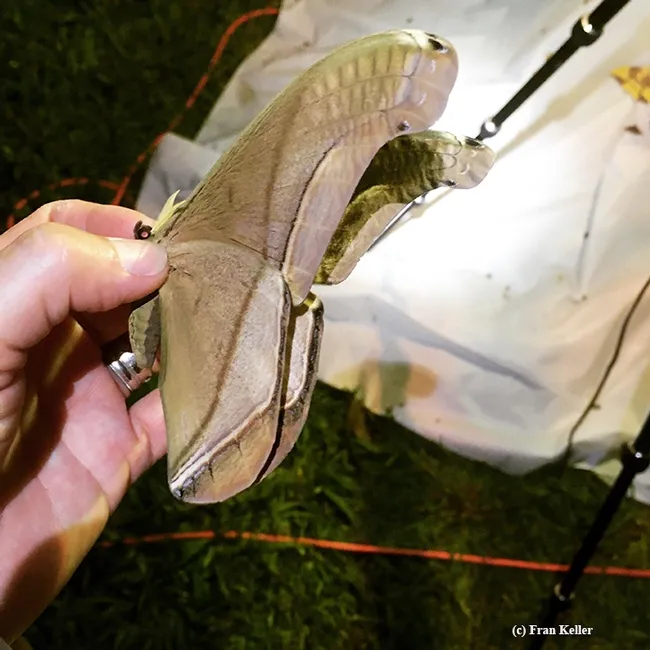 This is a large moth that visited the blacklighting set-up. (Photo by Fran Keller)