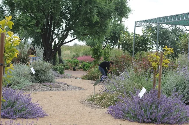 The UC Davis Department of Entomology and Nematology operates the Häagen-Dazs Honey Bee Haven on Bee Biology Road, west of the central campus. (Photo by Kathy Keatley Garvey)