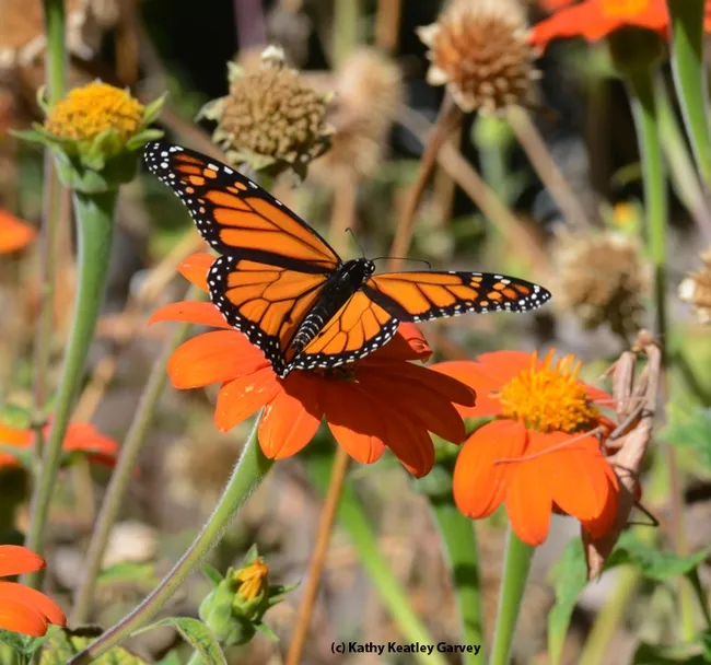 The monarch spots the praying mantis and in a winged frenzy, begins his escape. (Photo by Kathy Keatley Garvey)