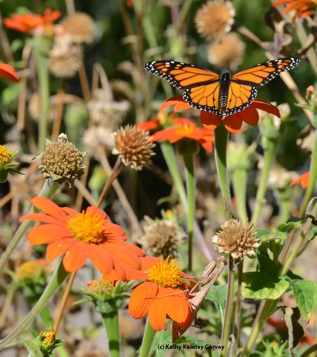 The monarch escapes. A close call! (Photo by Kathy Keatley Garvey)