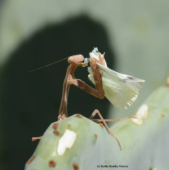The praying mantis concentrates on breakfast. (Photo by Kathy Keatley Garvey)