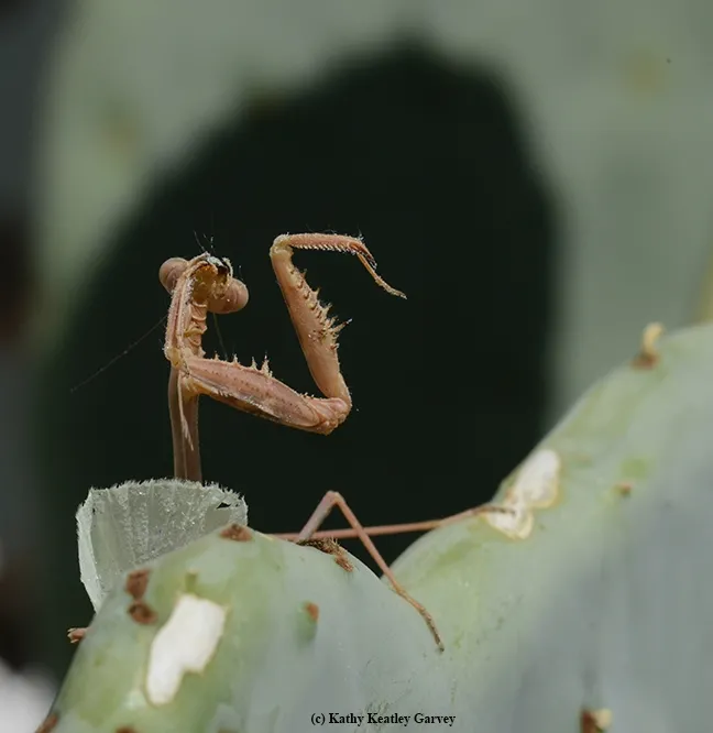 Finished! Breakfast is over. (Photo by Kathy Keatley Garvey)