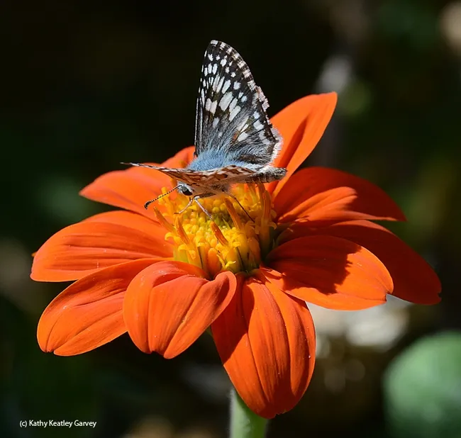 A common checkered skipper, Pyrgus communis, visits a Mexican sunflower (Tithonia). (Photo by Kathy Keatley Garvey)
