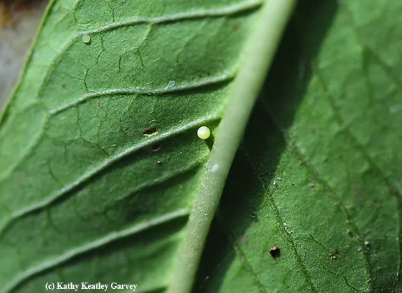 Close-up of monarch eggs on tropical milkweed. (Photo by Kathy Keatley Garvey)