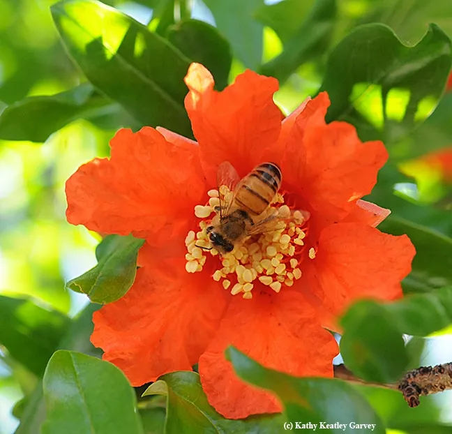 A honey bee pollinating a pomegranate blossom. (Photo by Kathy Keatley Garvey)