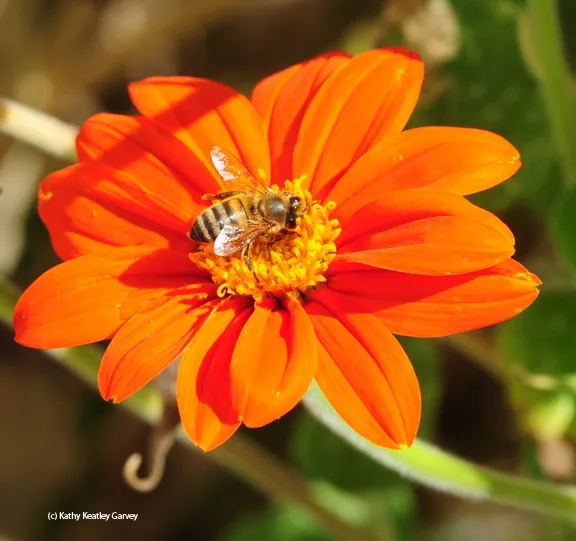 All mine! The honey bee wins. (Photo by Kathy Keatley Garvey)